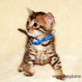 /album/litter-a/alpha-www-esbbengalcat-4-jpg3/